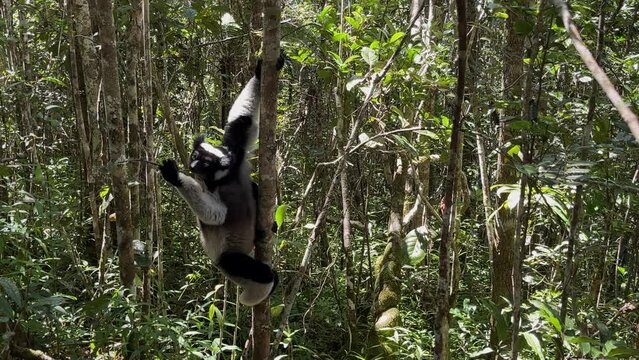 Cute Indri, the biggest lemur, with woman hand who give him leafs for eating. Endangered and very rare endemic animal in natural forest habitat, Madagascar