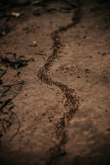 tracks in sand