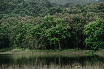 lake in the woods