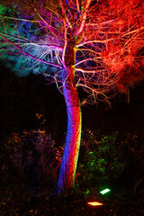 Brilliant Pine: Nighttime Elegance with a Colorfully Lit Christmas Tree