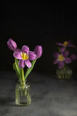 Purple tulips in glass vase on darck table.
