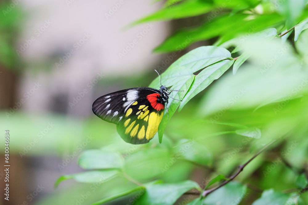 Canvas Prints Butterfly on green leaf in the garden of thailand.