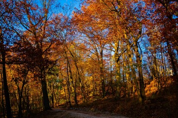 Scenic road with a vibrant canopy of trees featuring a beautiful display of yellow autumn foliage