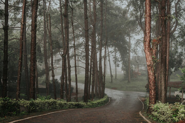 morning in the forest