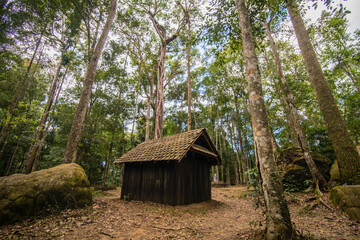 Fototapeta na wymiar hut in the woods