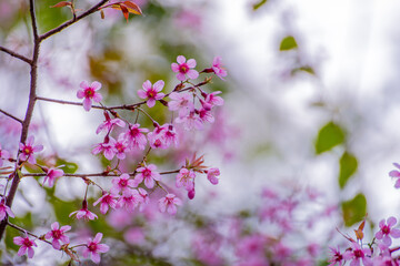 pink cherry blossom in spring