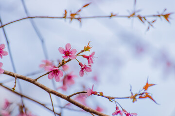 blossom in spring