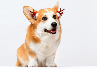 dog wearing New Year's deer antlers on a white background