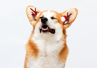 Corgi dog laughs wearing New Year's deer antlers on a white background