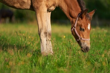 Close-Up of a Horse Grazing in the Meadow. Horse on meadow eats grass. Isolated portrait of horse...