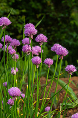 Close up view of emerging purple buds and blossoms on edible chives plants allium schoenoprasum