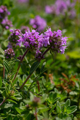 Blossoming fragrant Thymus serpyllum, Breckland wild thyme, creeping thyme, or elfin thyme close-up, macro photo. Beautiful food and medicinal plant in the field in the sunny day