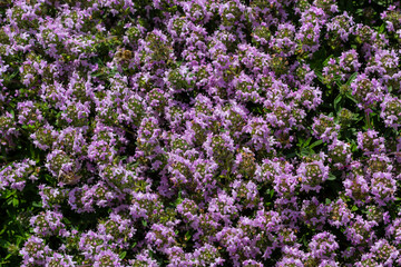 Obraz premium Blossoming fragrant Thymus serpyllum, Breckland wild thyme, creeping thyme, or elfin thyme close-up, macro photo. Beautiful food and medicinal plant in the field in the sunny day