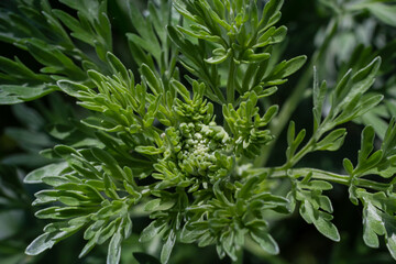 Silver green Wormwood leaves background. Artemisia absinthium, absinthe wormwood plant in herbal kitchen garden, close up, macro - obrazy, fototapety, plakaty