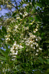 Obraz premium Abundant flowering acacia branch of Robinia pseudoacacia, false acacia, black locust close-up. Source of nectar for tender but fragrant honey. Locust tree blossom - Robinia pseudoacacia