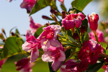 Colorful Weigela praecox Bouquet Rose flowers with a five-lobed petals, close up. Weigela is deciduous, ornamental and flowering shrub, popular garden plant in the honeysuckle family Caprifoliaceae