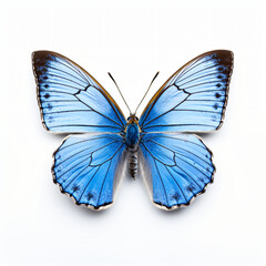 Front view of Common blue butterfly
