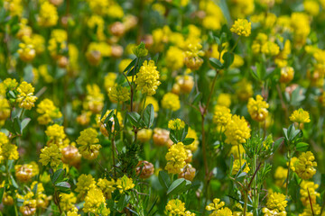 Trifolium campestre or hop trefoil flower, close up. Yellow or golden clover with green leaves. Wild or field clover is herbaceous, annual and flowering plant in the bean or legume family Fabaceae