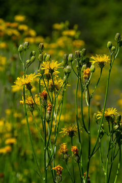 Bright yellow Pilosella caespitosa or Meadow Hawkweed flower, close up. Hieracium pratense Tausch or Yellow King Devil is tall, flowering, wild plant, growing in the abandoned grasslands or roadsides