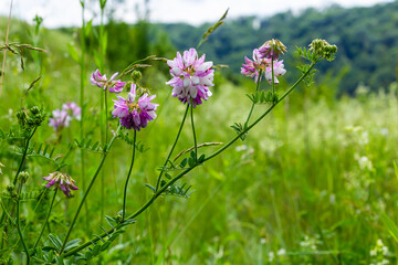 Securigera varia or Coronilla varia, commonly known as crownvetch or purple crown vetch