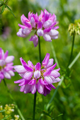 Fototapeta premium Securigera varia or Coronilla varia, commonly known as crownvetch or purple crown vetch