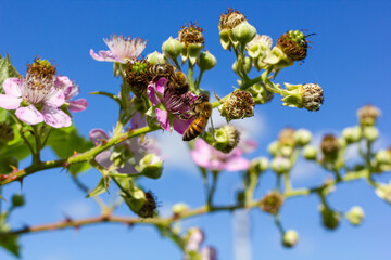 Soft pink blackberry flowers and buds in spring - Rubus fruticosus