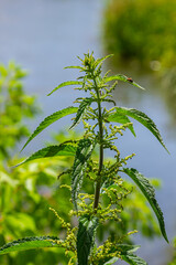 Stinging nettles Urtica dioica in the garden. Green leaves with serrated edges