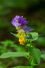 Melampyrum flower, Melampyrum nemorosum. Bumblebee on flower. Concept of seasons, ecology, natural green pharmacy
