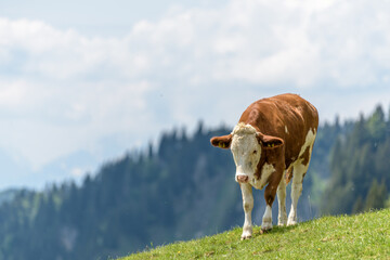 Kuh in den Bergen