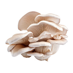 oyster mushrooms isolated on transparent background,transparency 