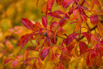 drzewo, roślina, flora, liść, botanika, ogród, natura, tło, zbliżenie, naturalny, piękno, piękny, świeży, jesień,