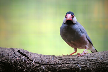 Java sparrow perching on the branch