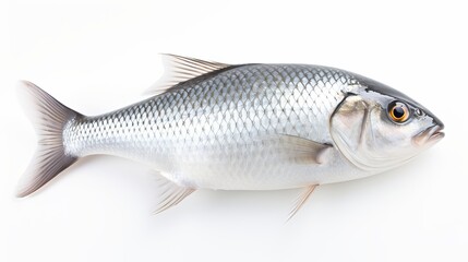  Rohu fish with a red tail fin swimming in White background, generative ai