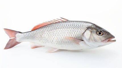  Rohu fish with a red tail fin swimming in White background, generative ai