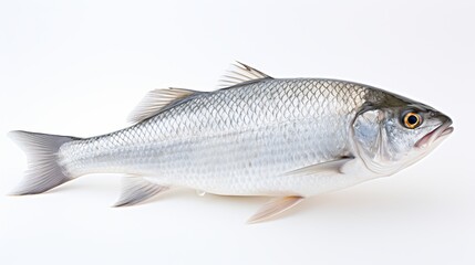  Rohu fish with a red tail fin swimming in White background, generative ai