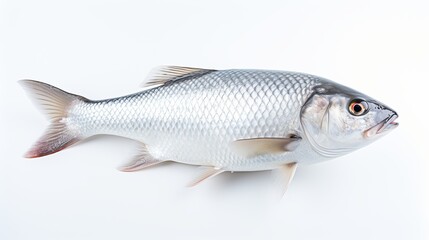  Rohu fish with a red tail fin swimming in White background, generative ai