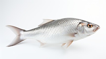  Rohu fish with a red tail fin swimming in White background, generative ai