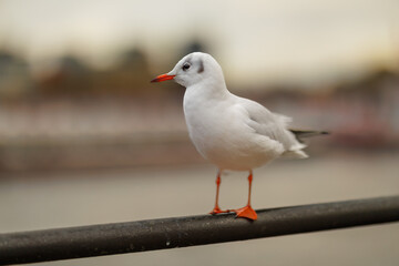 Möwe auf Stange in Hamburg BOAS Bird on a Stick, Möwe auf Geländer mit buntem Schnabel und Füßen