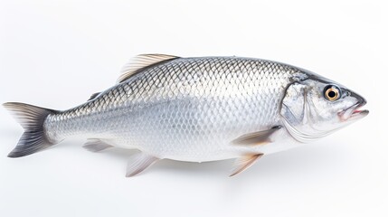 Obraz premium Rohu fish with a red tail fin swimming in White background, generative ai