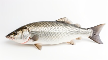  Rohu fish with a red tail fin swimming in White background, generative ai