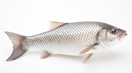  Rohu fish with a red tail fin swimming in White background, generative ai