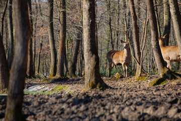 Fototapeta na wymiar Roe deer walking in the forest