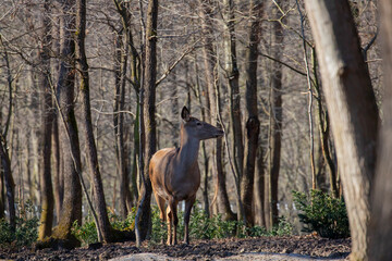 Obraz na płótnie Canvas Roe deer walking in the forest