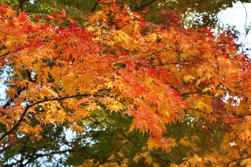 가을풍경 - 공원의 단풍나무