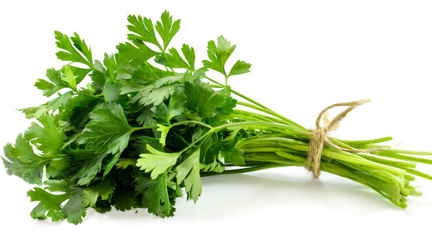 green chervil isolated on white background, cutout