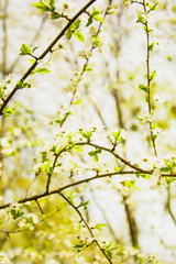 Beautiful blooming Sakura garden in the park