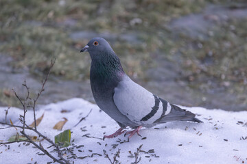 Pigeon in the snow,Helgeland