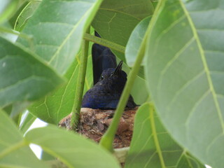 Hummingbirds in their carefully crafted nest, a true masterpiece of nature.