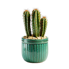 Cactus on Pot Isolated on Transparent or White Background, PNG