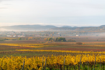 Fototapeta premium fall colors in the vineyards